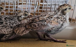 Quail poultry for sale: Mexican Speckled Bobwhite Quail Chicks - Image 2