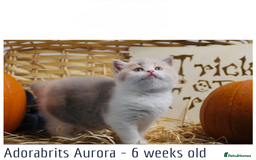 British Shorthair cats for sale: 🐾GCCF Registered British Shorthair Kittens🐾 - Image 6