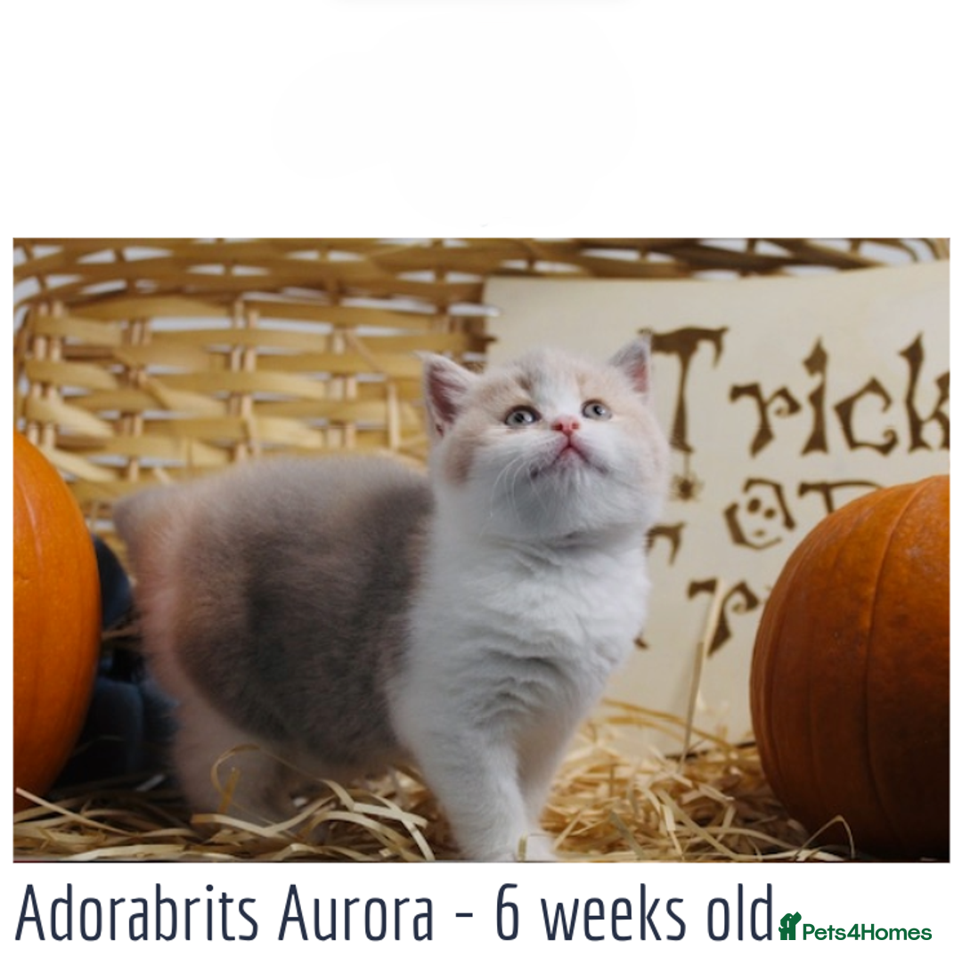 British Shorthair cats for sale: 🐾GCCF Registered British Shorthair Kittens🐾 - Image 6