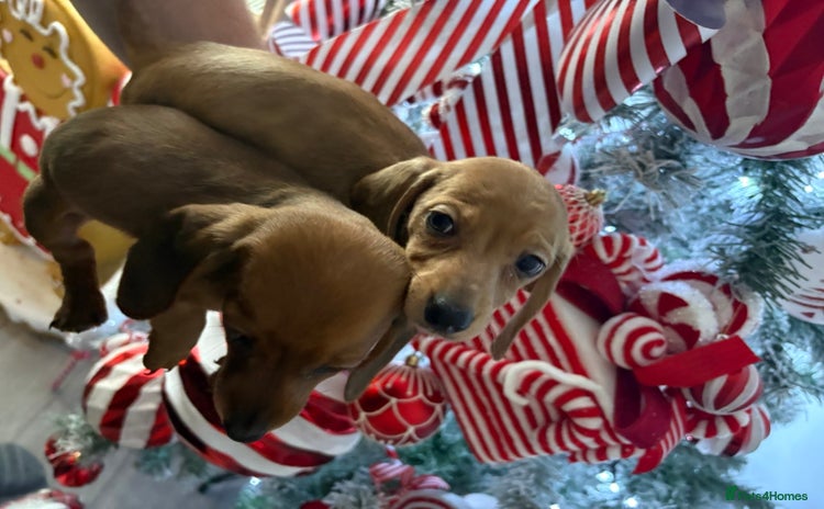 Miniature Dachshund dogs 2 Beautiful female miniature dachshund - Advert 5