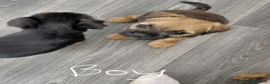 Border terrier