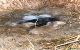 Mini Lop rabbits for sale: Mini lop baby bunnies  - Image 2