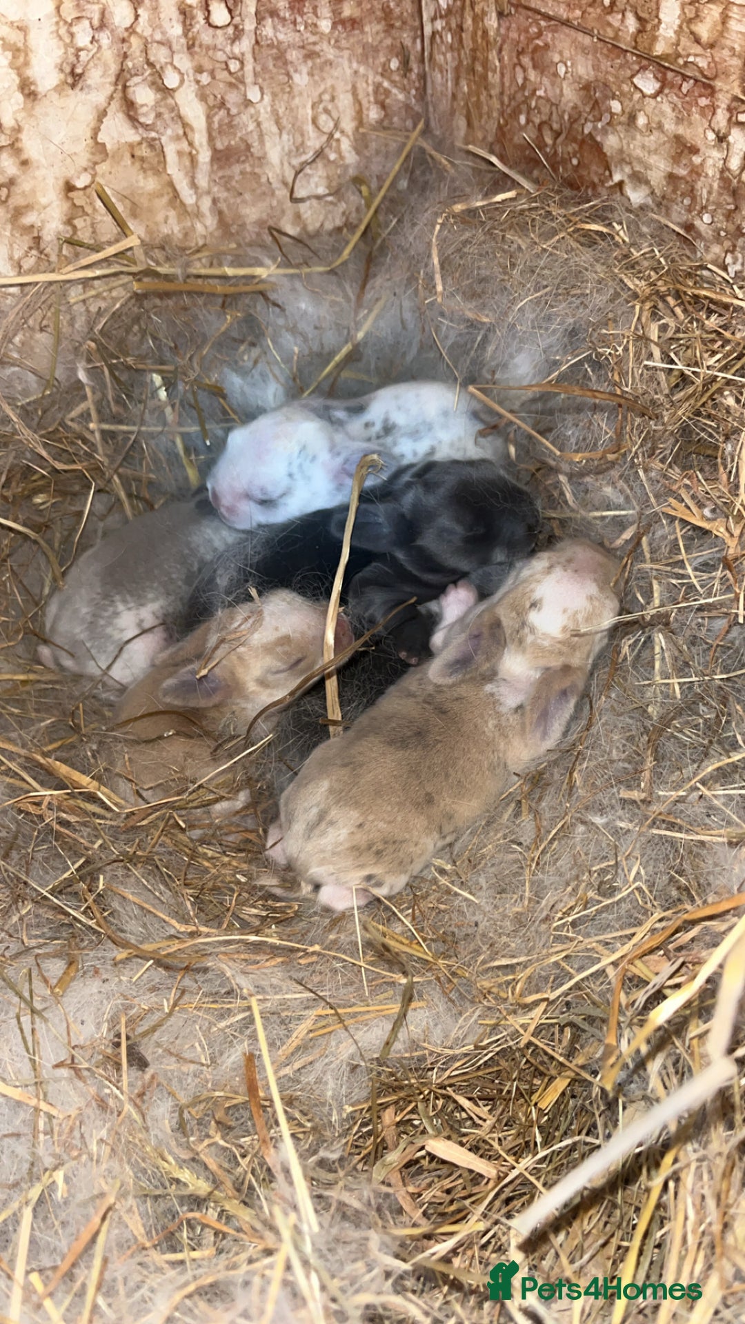 Mini Lop rabbits for sale: Mini lop baby bunnies  - Image 2