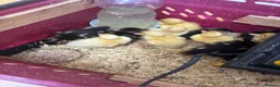 Ducks poultry for sale: Pure breed ducklings in Barnsley - Advert 6
