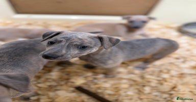 Mixed Breed dogs Bedlington whippet puppies  - Advert 7