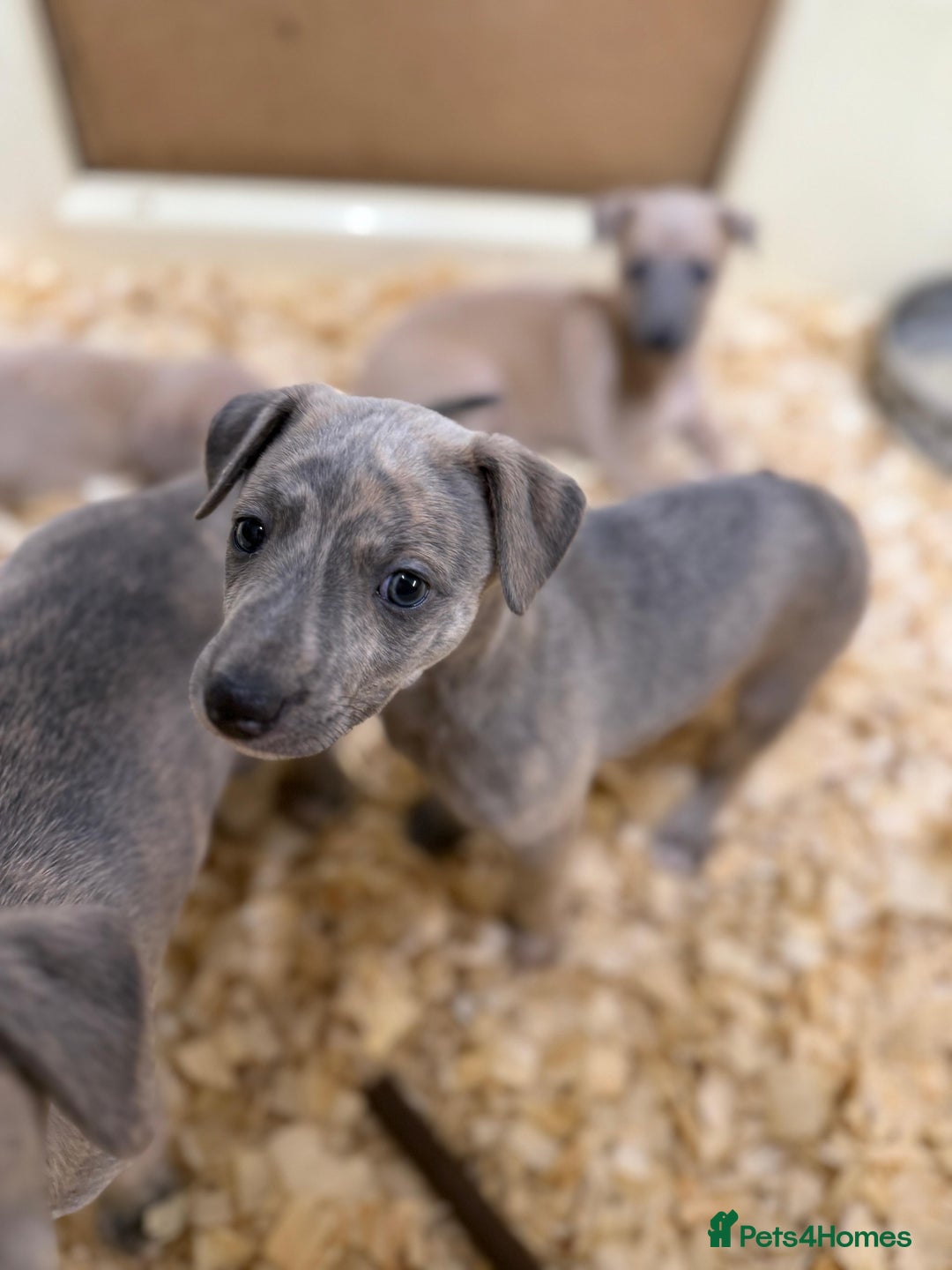 Mixed Breed dogs for sale: Bedlington whippet puppies  - Advert 3