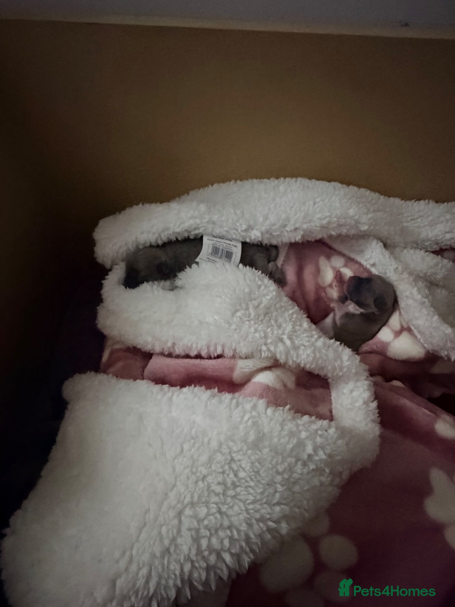 Mixed Breed dogs for sale: bulluahua Puppies  - Advert 18