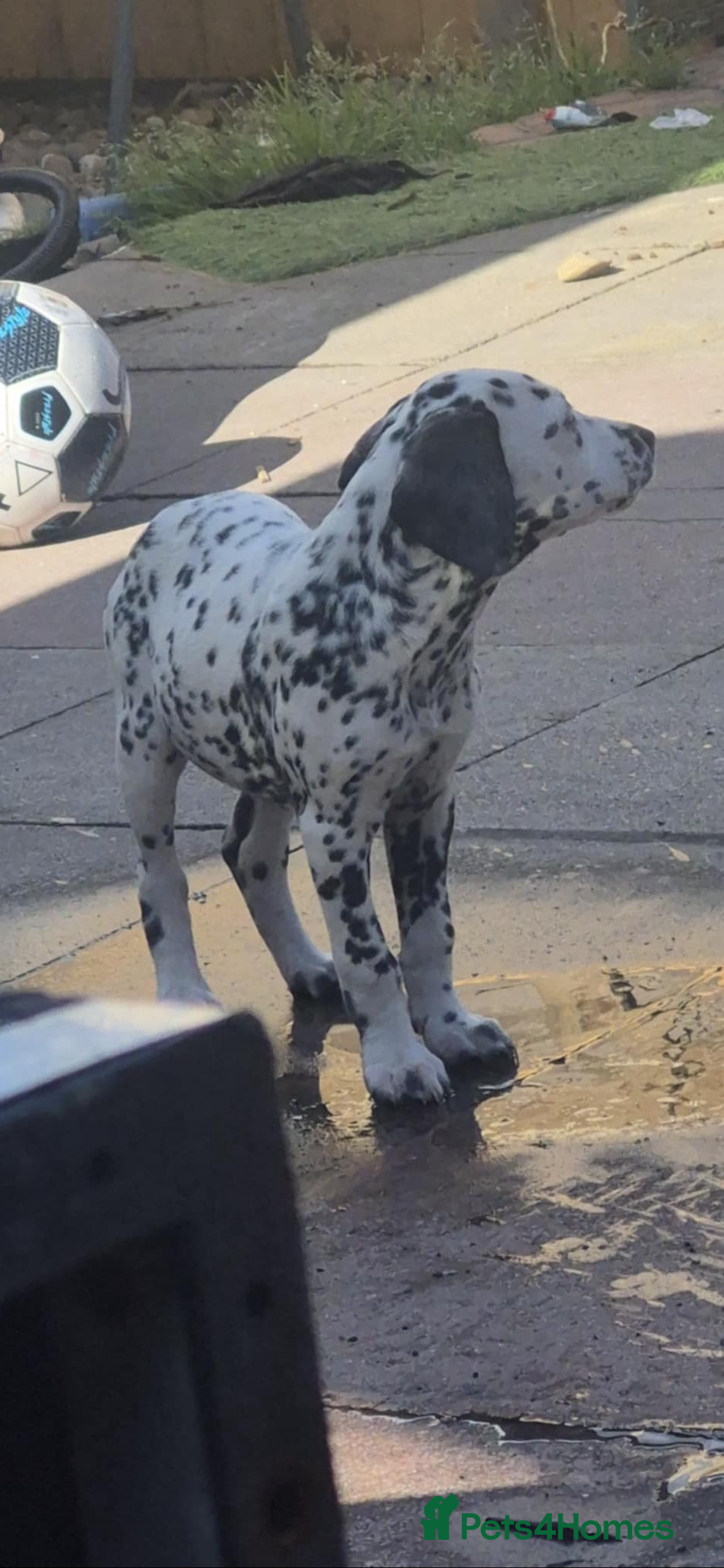 Mixed Breed dogs for sale: Dalmatian x Lab pup - Image 2