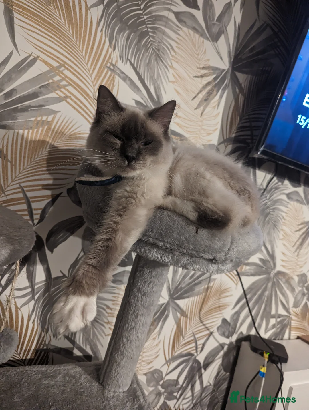 Ragdoll cats for sale: Male and female ragdolls - Advert 8