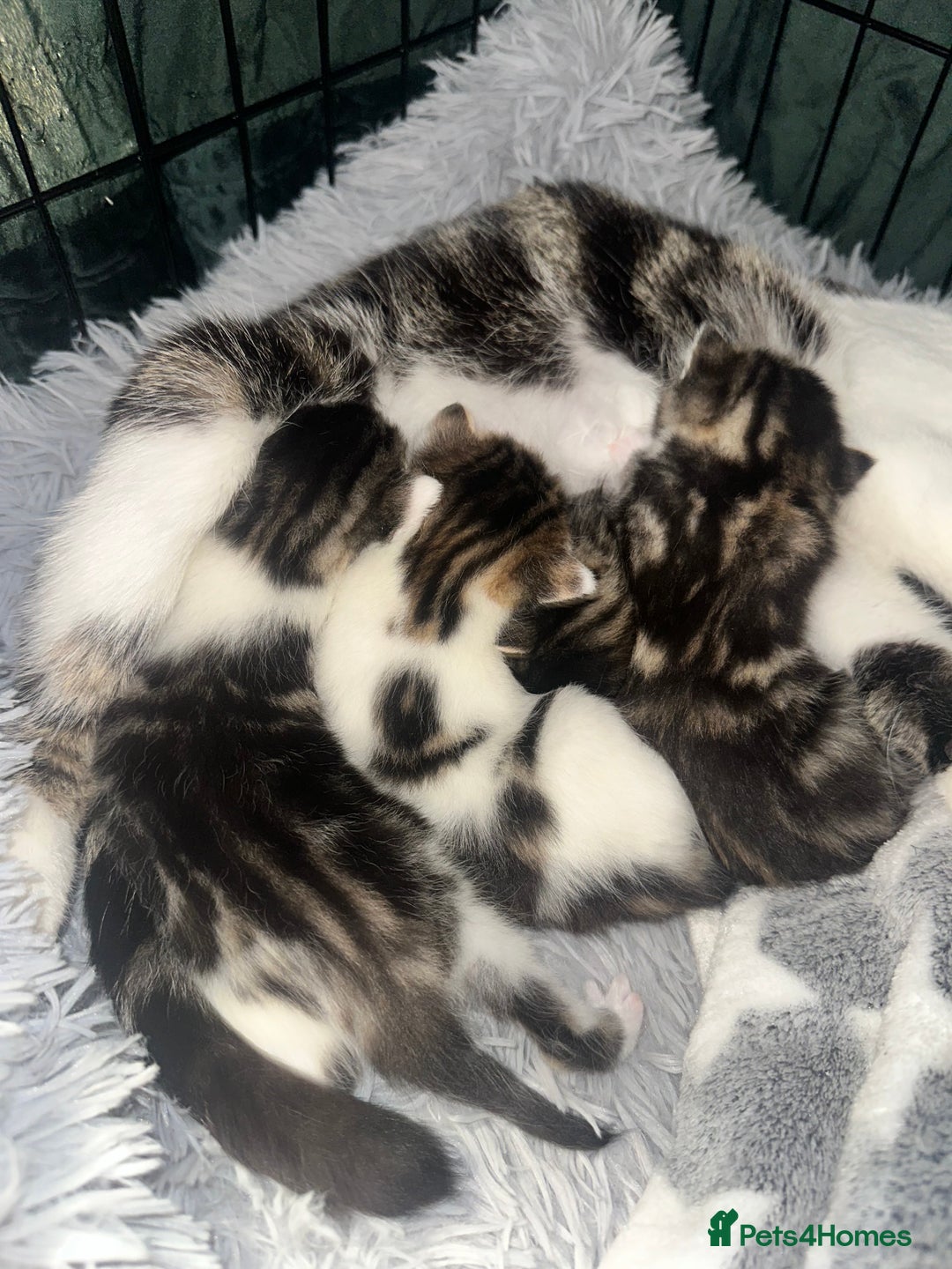 Domestic Shorthair cats for sale: 4 beautiful 3 week old kittens  in Rugeley - Image 5