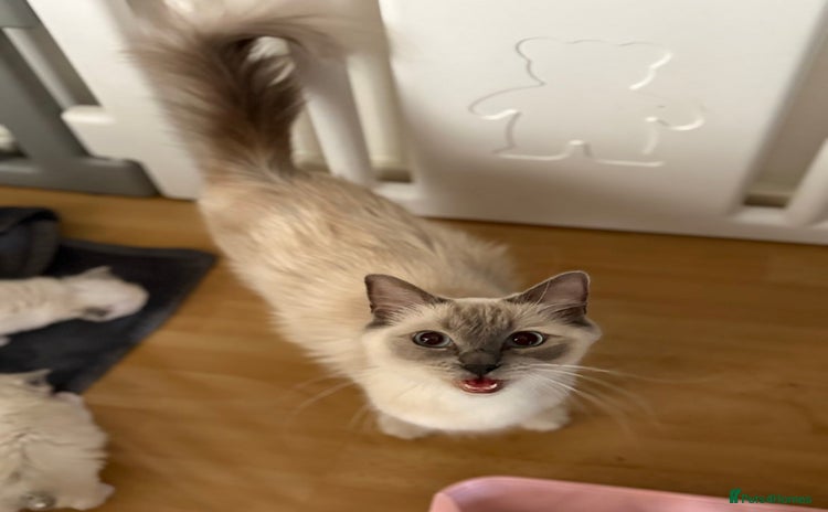 Ragdoll cats - Advert 12
