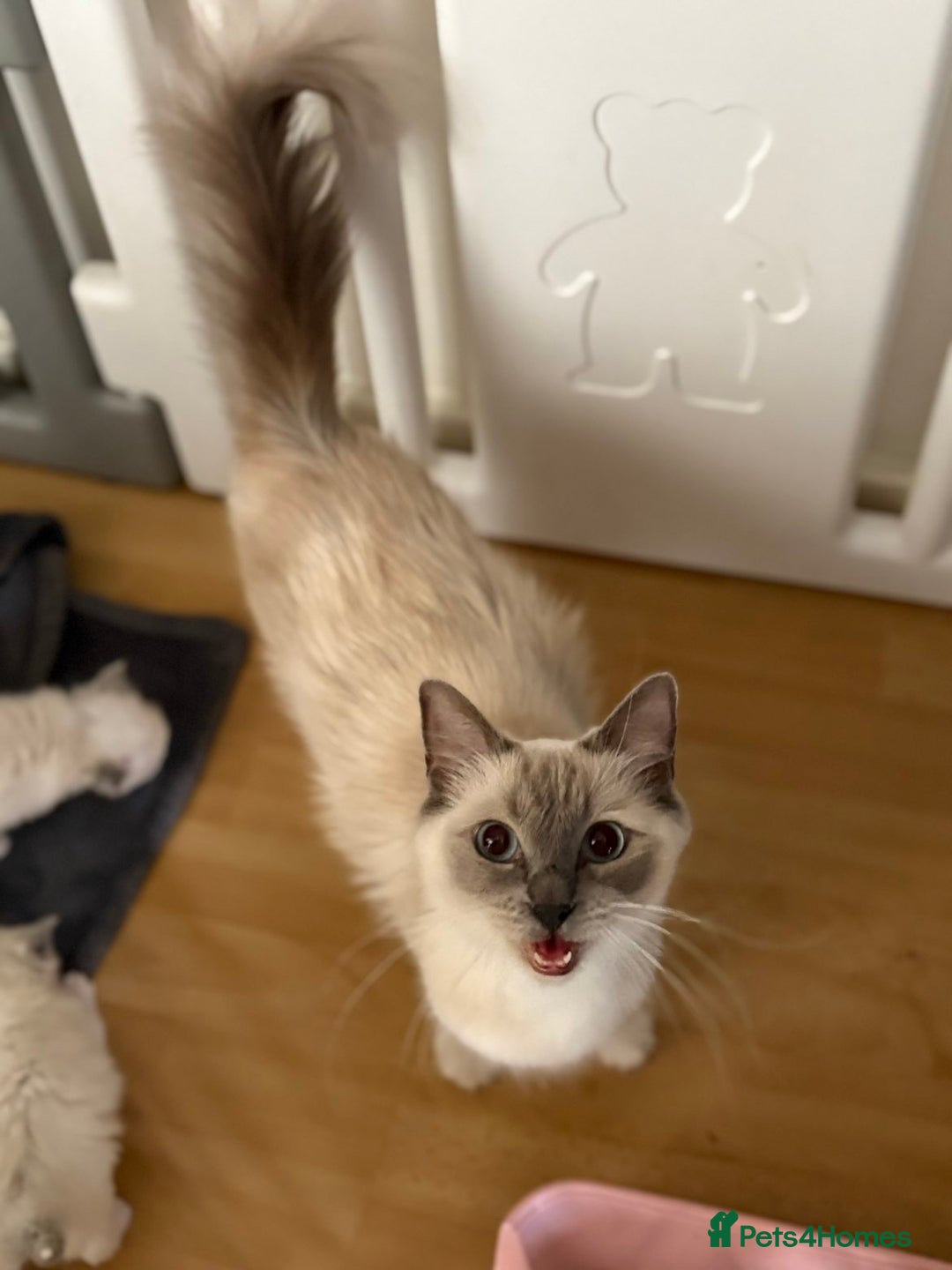 Ragdoll cats for sale: Female Ragdoll for sale  - Image 1