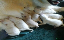 Golden Retriever dogs for sale: STUNNING HEALTH CHECKED PUPPIES READY - Image 5