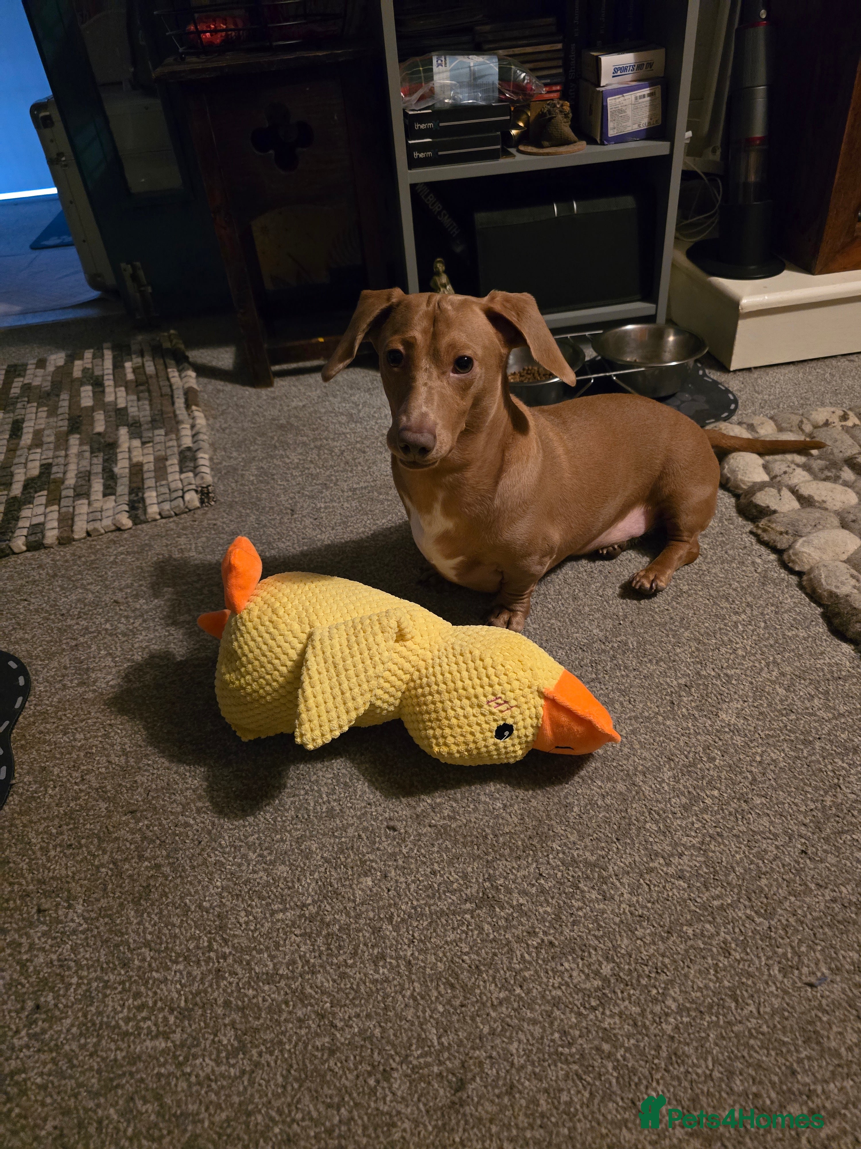 Dachshund dogs Timmy - Advert 5