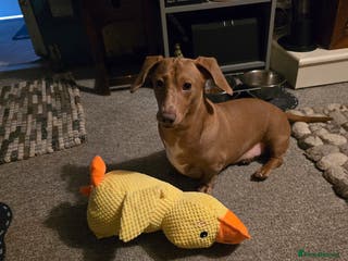 Dachshund dogs Timmy - Advert 5