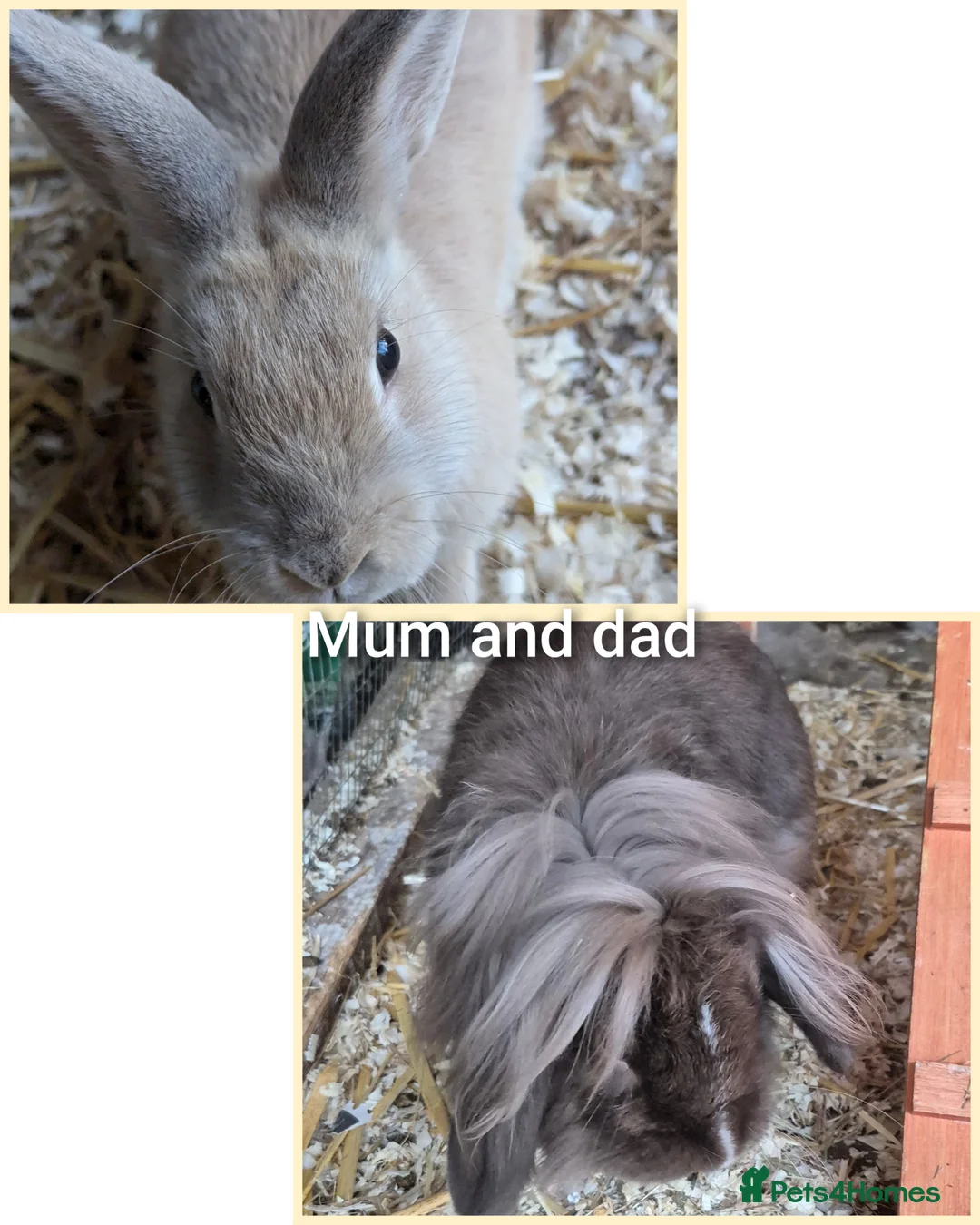 Mixed Breed rabbits for sale: Bunnies  in Orpington - Advert 1