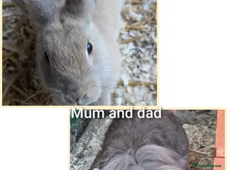 Mixed Breed rabbits Bunnies - Advert 3