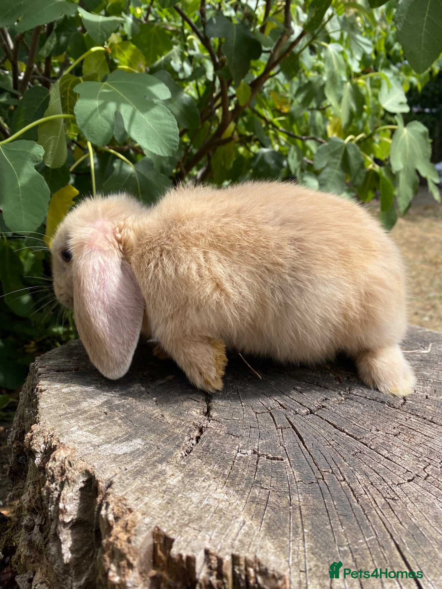 Mini Lop rabbits Super Friendly Mini Lop Bunnies - Advert 2