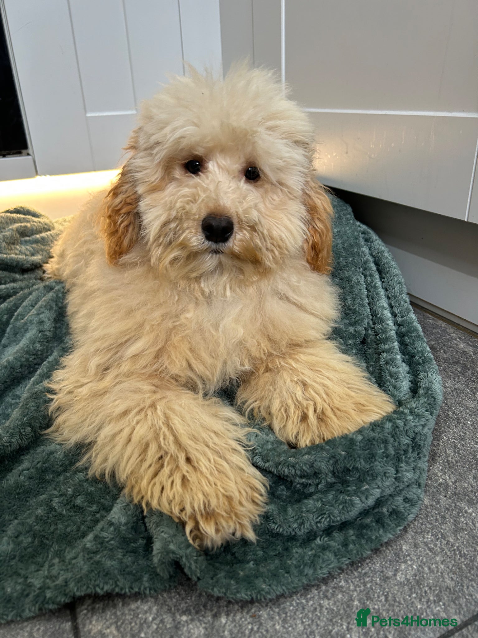 Mixed Breed dogs Australian Labradoodle cavapoo boy stunning ⭐️  - Advert 2