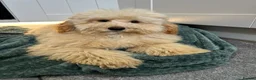 Mixed Breed dogs for sale: Australian Labradoodle cavapoo boy stunning ⭐️  - Advert 2