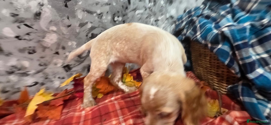 Cocker Spaniel dogs for sale: Working Cocker Spaniel  - Image 11