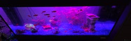 Platies fish for sale: Fluval roma 125l Tank Complete Set up - Advert 15