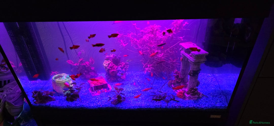 Platies fish for sale: Fluval roma 125l Tank Complete Set up - Advert 15