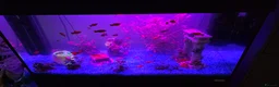 Platies fish for sale: Fluval roma 125l Tank Complete Set up - Advert 15