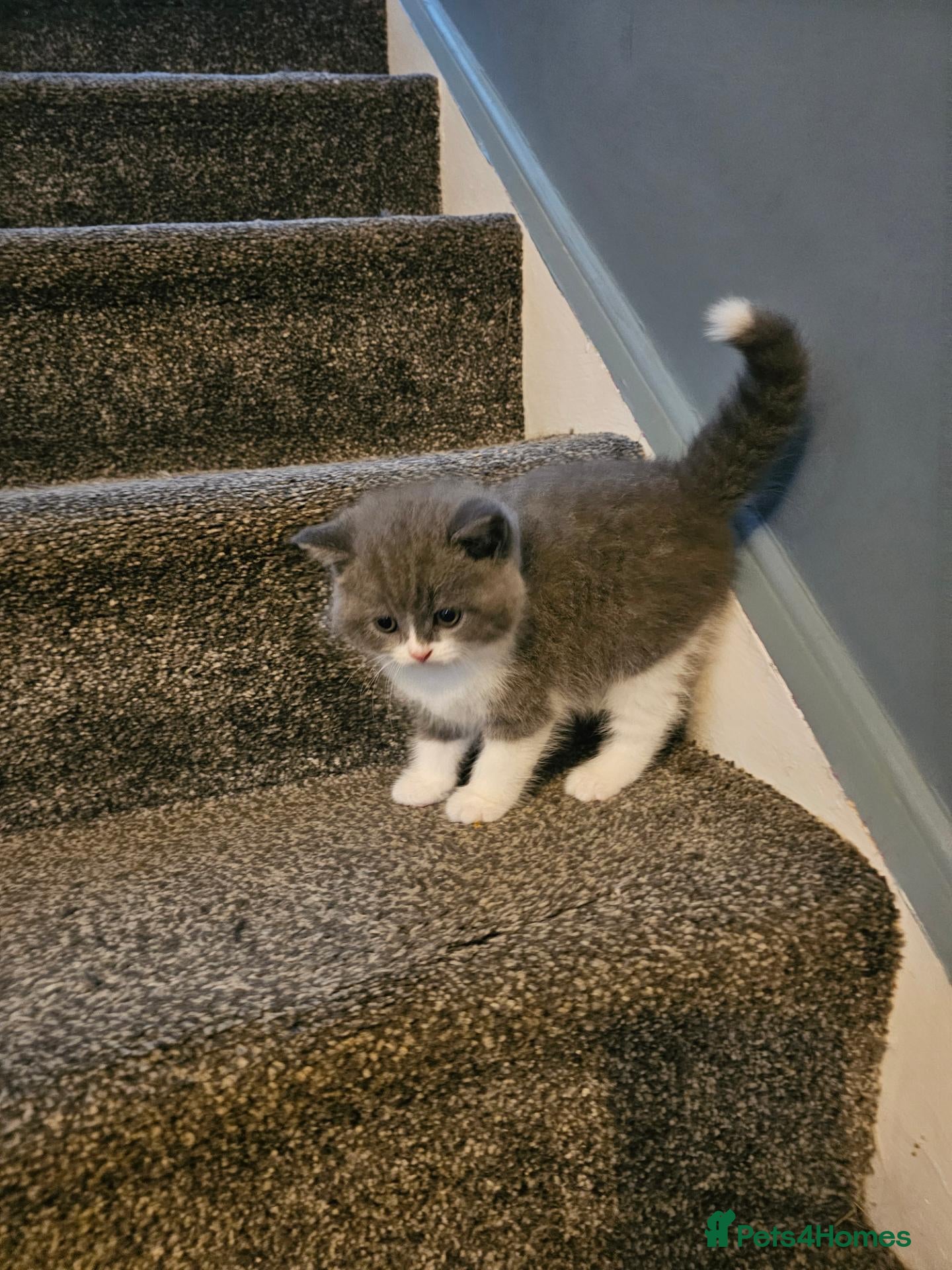 British Shorthair cats British shorthair kittens for sale.  - Advert 2