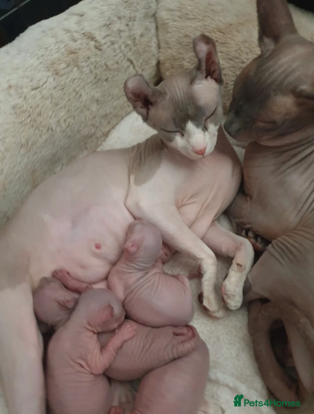 Sphynx cats for sale: Amazing Sphynx & Elf Kittens  - Advert 24