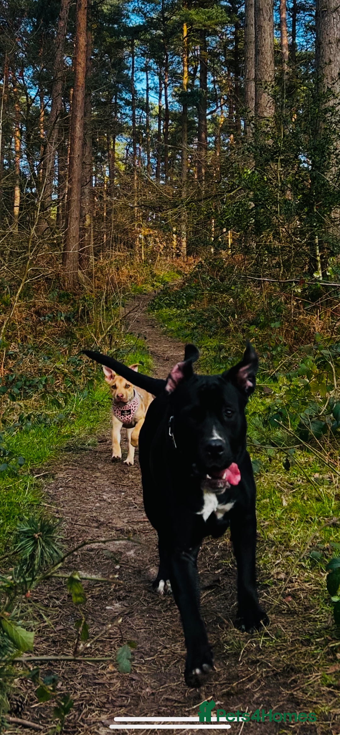 Mixed Breed dogs for sale: Shadow cane corso x labrador  - Image 7