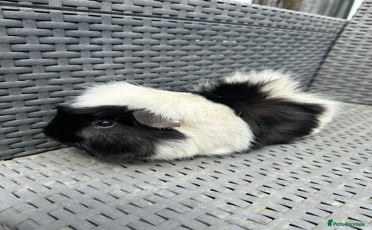 Guinea Pig rodents - Advert 4