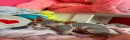Sphynx cats for sale: Beautiful Sphynx Kittens – Ready 5th October - Advert 19