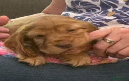 Cocker Spaniel dogs for sale: KC Show Carefully bred for Health and Temperament  - Image 12