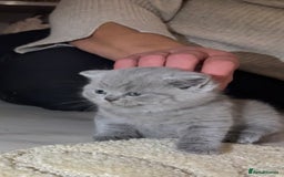 British Shorthair cats for sale: Beautiful British short hair kittens  - Image 2