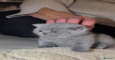 British Shorthair cats - Advert 10