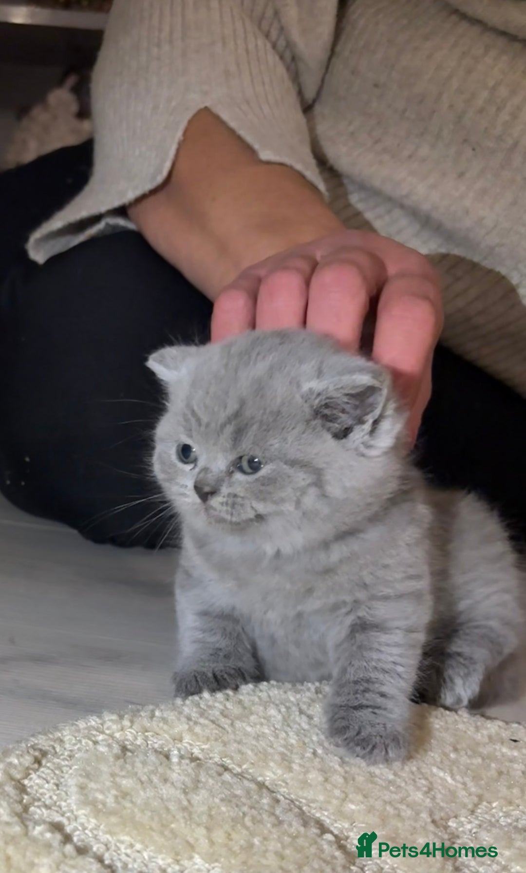 British Shorthair cats for sale: Beautiful British short hair kittens  - Image 2