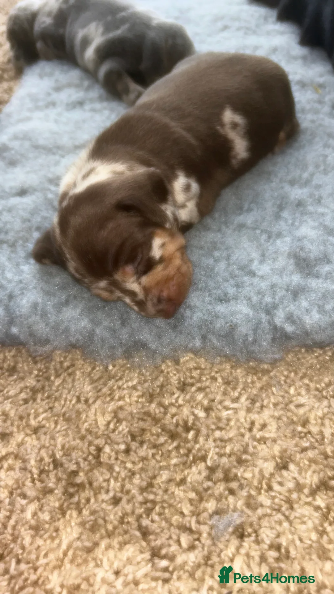Miniature Dachshund dogs for sale: True miniature dachshunds  - Advert 2