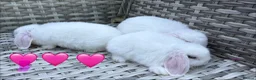 Mini Lop rabbits for sale: Pure bred mini lops - Advert 36