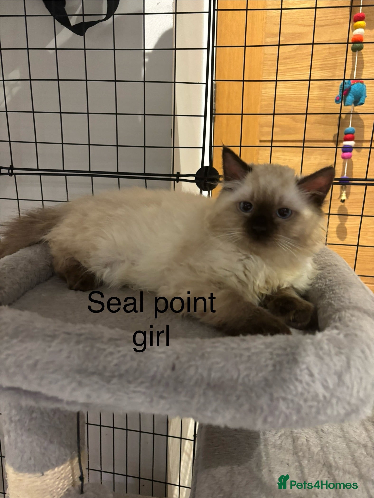 Ragdoll cats Beautiful ragdoll kittens  - Advert 5