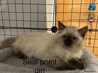 Ragdoll cats Beautiful ragdoll kittens - Advert 1