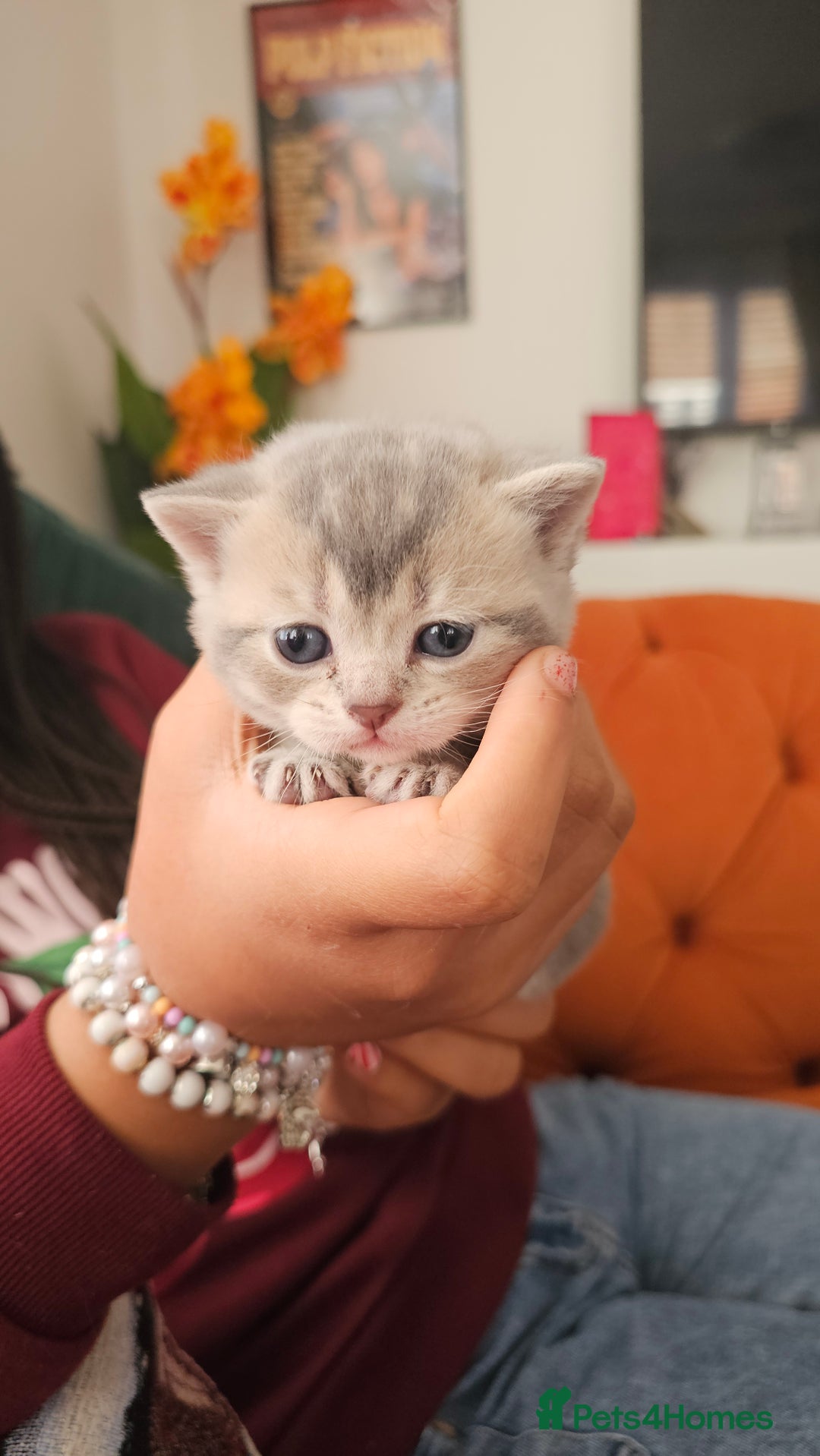 British Shorthair cats for sale: British shorthairs and Scottish straights - Advert 11