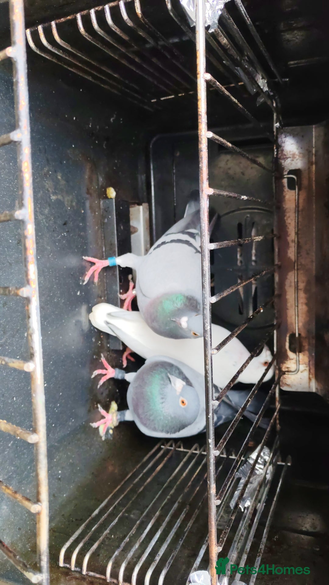 Pigeons birds for sale: GOOD DEAL! - Advert 1