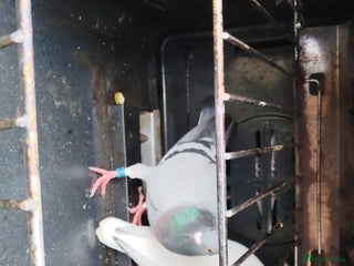 Pigeons birds GOOD DEAL! - Advert 4