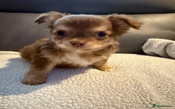 Chihuahua dogs for sale: Stunning litter of 5 long coat chihuahuas - Image 16