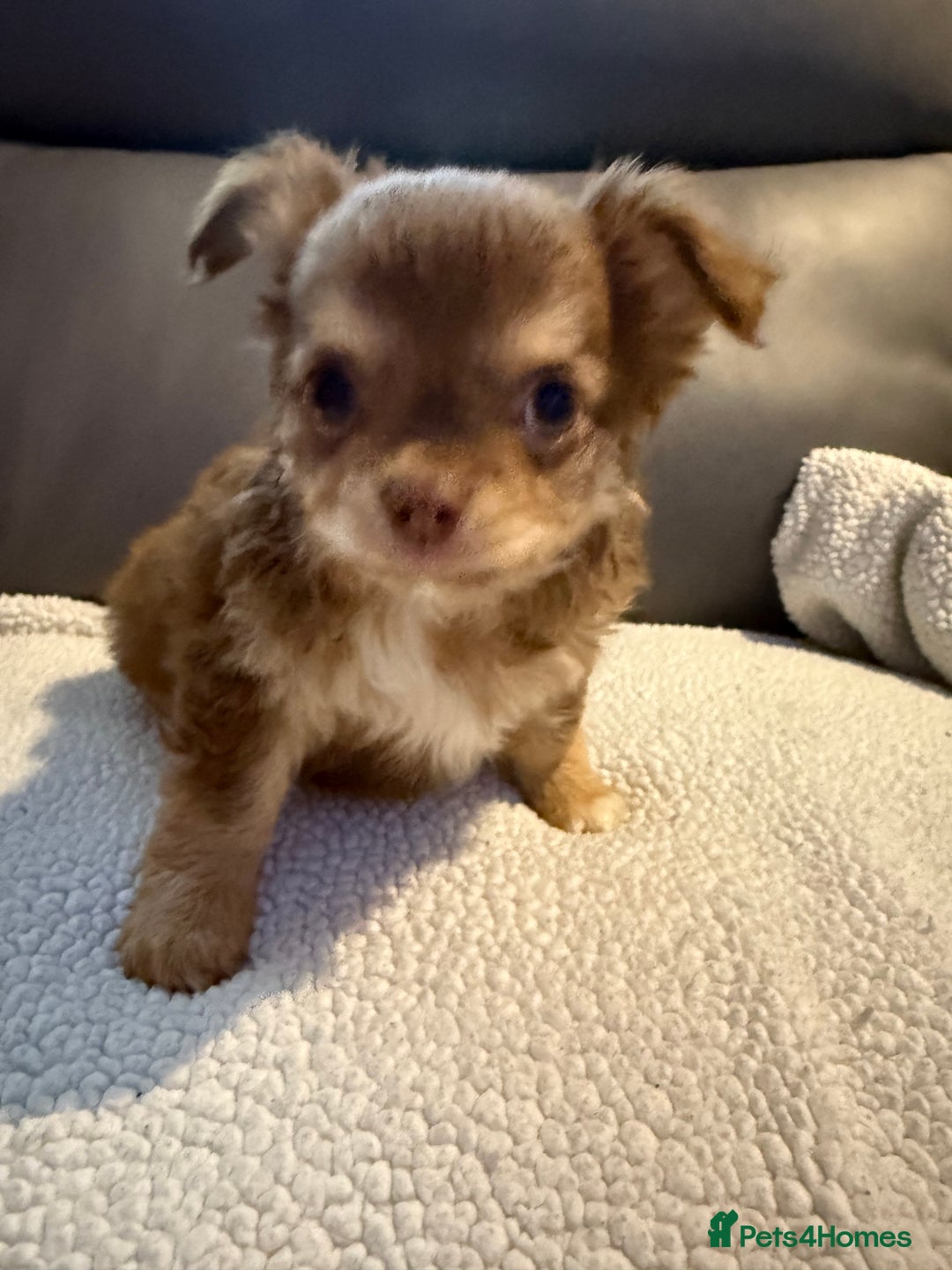 Chihuahua dogs for sale: Stunning litter of 5 long coat chihuahuas - Image 16