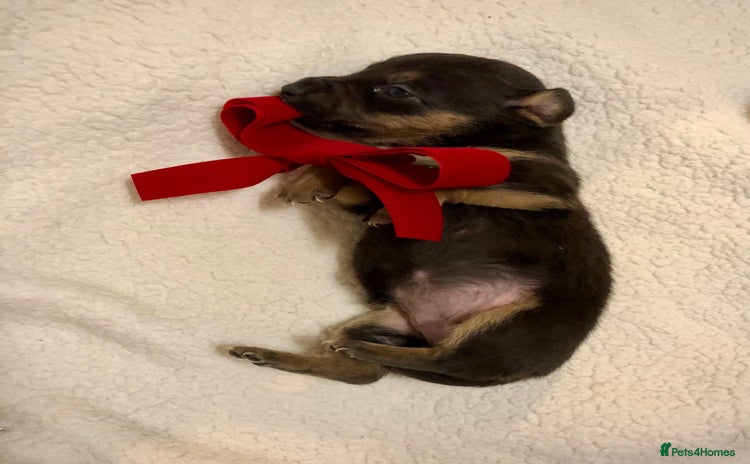 Mixed Breed dogs Mini Jackshund babies❣️Miniature dachshund x jack  - Advert 1