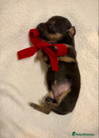 Mixed Breed dogs Mini Jackshund babies❣️Miniature dachshund x jack - Advert 1