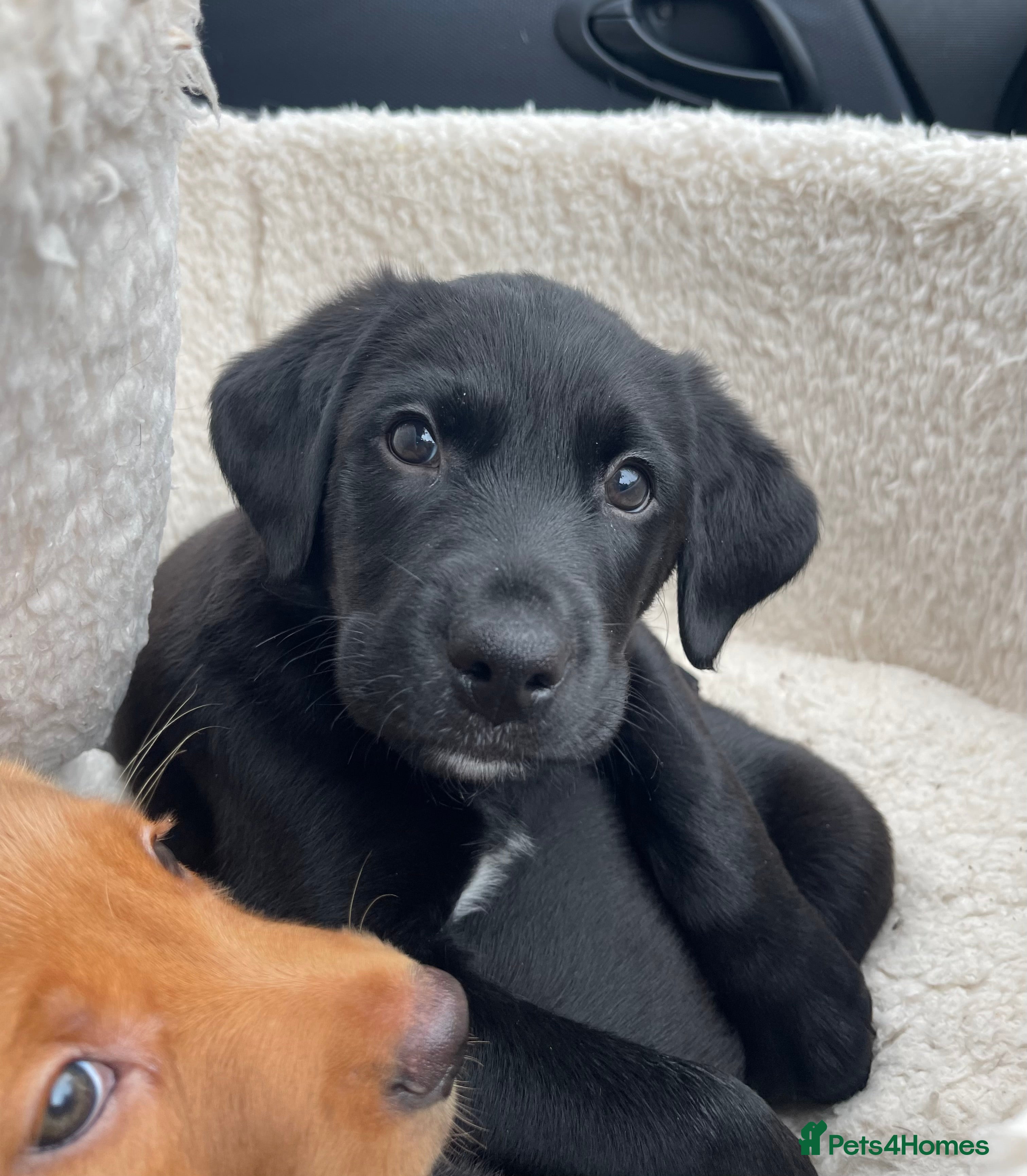 Mixed Breed dogs Labrador Retriever x Podenco Puppies - Advert 13