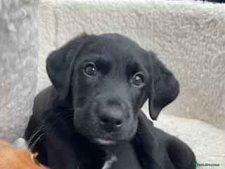 Mixed Breed dogs Labrador Retriever x Podenco Puppies - Advert 13